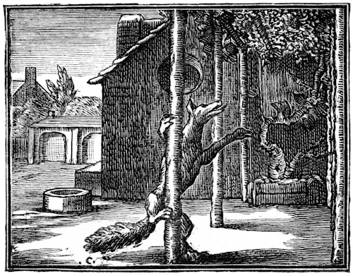 The Fox & The Grapes